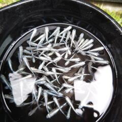 めだか メダカ みゆきの画像