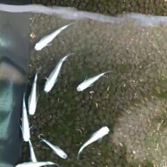 めだか メダカ みゆきの画像