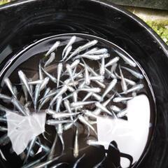 めだか メダカ みゆきの画像