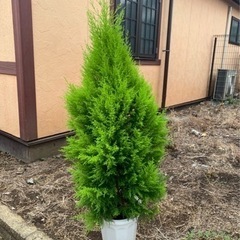 ゴールドクレスト　観葉植物　鉢付きです