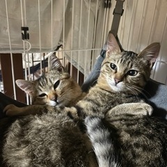 この子達の里親になってください