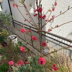 園芸、ガーデニング仲間🌴
