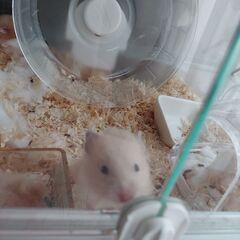 長毛ハムスター　2月26日誕生　① - 新潟市