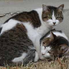 一緒に野良猫撮影しませんか？