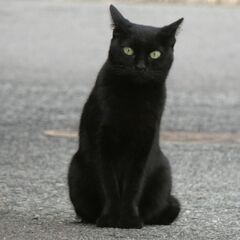 一緒に野良猫撮影しませんか？ - 西宮市
