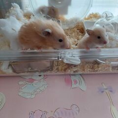 長毛ハムスター　2月26日誕生　① − 新潟県