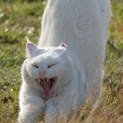 一緒に野良猫撮影しませんか？ - 友達