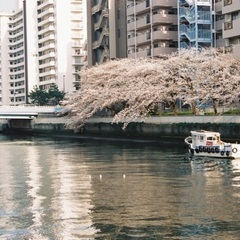 【3/28月or29火・名古屋市内】一緒に桜を撮りに行ってくださる方探しています - 友達