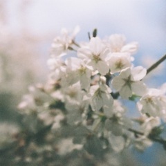 【3/28月or29火・名古屋市内】一緒に桜を撮りに行ってくださる方探しています - 名古屋市