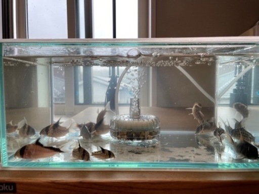 【受け渡し予定者あり】コリドラス