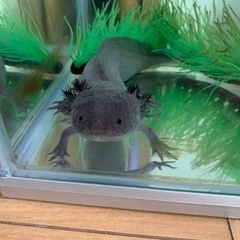 ウーパールーパー　黒　一式