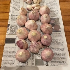 沖縄県産　にんにく　自家栽培　無農薬