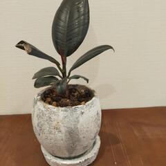 青山フラワーマーケット　観葉植物　フィカス