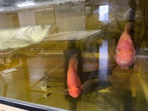熱帯魚