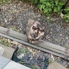幸運を招くといわれるサビトラねこ