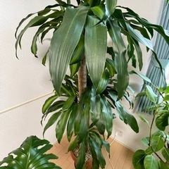 ★お値下げしました★ 観葉植物　ドラセナ