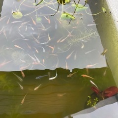 メダカ　ミックスの画像