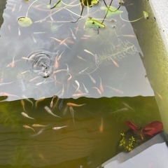 メダカ　ミックスの画像