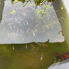 メダカ　ミックス