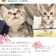 アメリカンショートヘア子猫　　●●アゴはネコでお世話・里親募集中●●