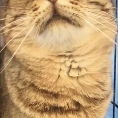 丸々かわいいマンチカン　成ネコちゃん●●アゴはネコでお世話・里親...