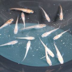 メダカ（赤ブチ）《2021年生：幼魚》１匹あたり