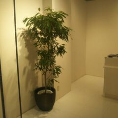 造園工・観葉植物部門の社員の募集のお知らせの画像
