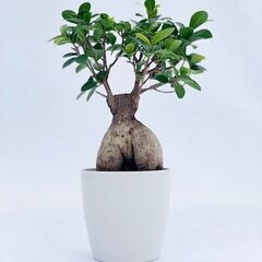 造園工・観葉植物部門の社員の募集のお知らせの画像