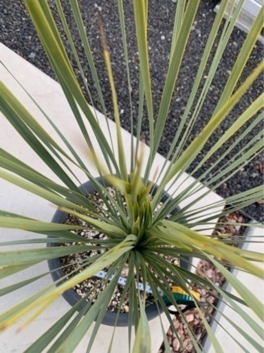 庭木　植木　ユッカ　ロストラータ