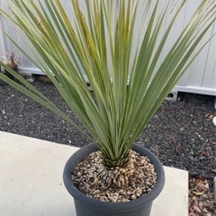 庭木　植木　ユッカ　ロストラータ
