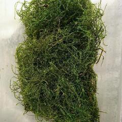 無農薬水草 ウィローモス 100グラム+  ビオトープ用etc.