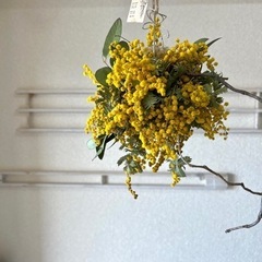 ミモザフライングリース2