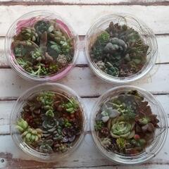 多肉植物★寄植え用カット苗4点セット