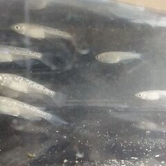 ◆値下◆メダカ（ヒレ長ラメ系統）※選外※《2021年生：若魚》１匹あたりの画像