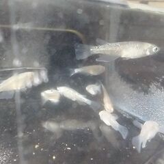 ◆値下◆メダカ（ヒレ長ラメ系統）※選外※《2021年生：若魚》１匹あたりの画像