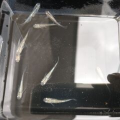 ◆値下◆メダカ（ヒレ長ラメ系統）※選外※《2021年生：若魚》１匹あたりの画像