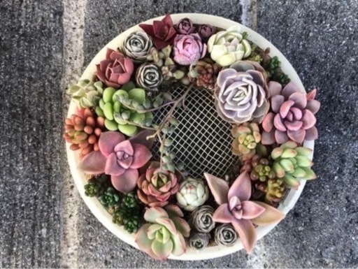 多肉植物　寄せ植え賜ります