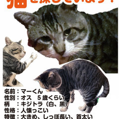 猫を探しています。