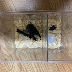 パラワンオオヒラタクワガタオス1