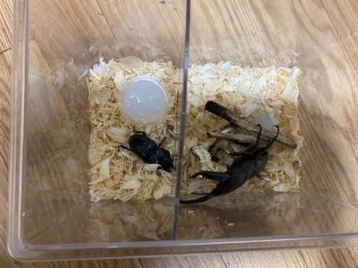 パラワンオオヒラタクワガタオス1