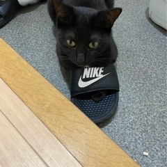 メスの黒猫もらってください🙇‍♂️