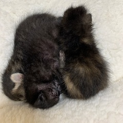 【あと２匹決まってません】産まれたての子猫ちゃんたち