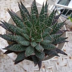 ★お世話かんたん★多肉植物★おしゃれなインテリアに★