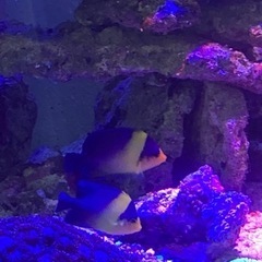 海水魚　スミレヤッコ　スターポリプ他