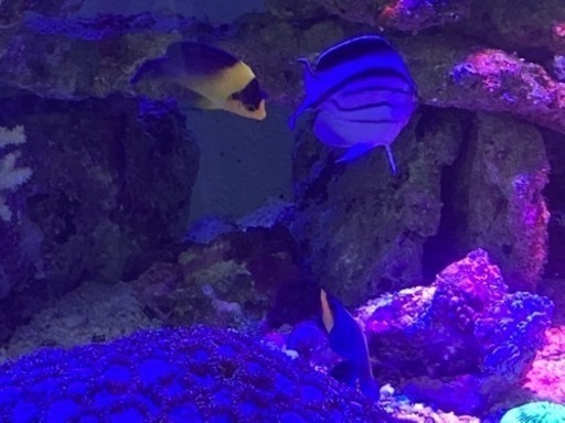 海水魚　スミレヤッコ　スターポリプ他 