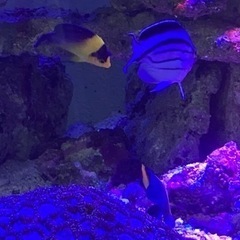 海水魚　スミレヤッコ　スターポリプ他の画像