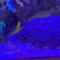 海水魚　スミレヤッコ　スターポリプ他の画像