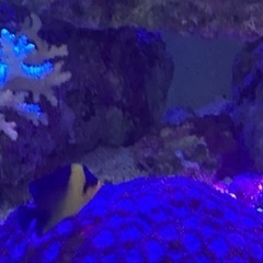 海水魚　スミレヤッコ　スターポリプ他の画像