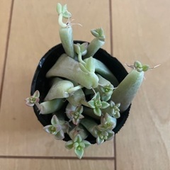 多肉植物　＊朧月＊ 葉挿し 15こ