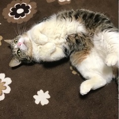 50代以上のグルチャメンバー募集中
